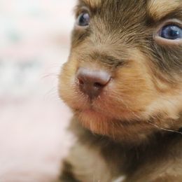 Miniature Australian Shepherd Puppies from True Spirited Aussies