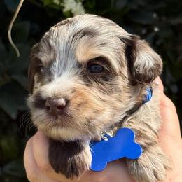 Blue collar dodger - Merle male Australian Labradoodle puppy in Fontana, California from Grammy's Puppy Love doodles and poodles