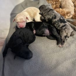 Bernedoodle, Bernese Mountain Dog, Cavalier King Charles Spaniel, and Goldendoodle Puppies from Adventure Doodles Of East TN