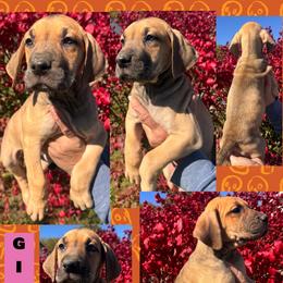 GINGER - Fawn female Great Dane puppy in Wellsville, New York from Prophecy Danes