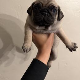 Big boy - Fawn male Pug puppy in Lake City, Florida from Pack of Pugs