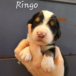 Ringo - Phantom male Bernedoodle puppy in Pollock Pines, California from Ten Acre Wood Doodles
