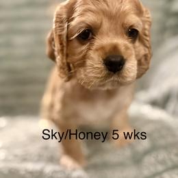 Sky - Golden female Cocker Spaniel puppy in Sumter, South Carolina from Cocker Eclipse In Home Kennel