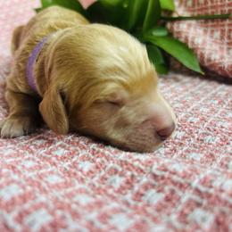 St. Augustine - Apricot male Goldendoodle puppy in Denison, Iowa from Violet View Iowa Goldendoodles