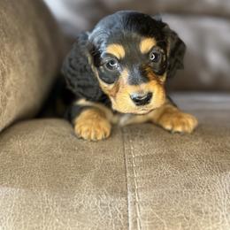 Mocha - Black and tan male Dachshund puppy in Ava, Missouri from Beaver Creek Kennels