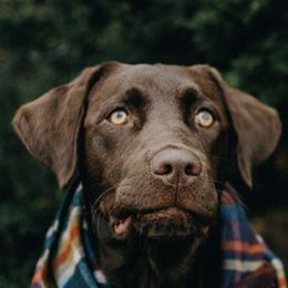 Labrador Retrievers from Balanced Rock Retrievers