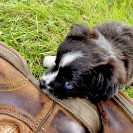 Miniature Australian Shepherd and Toy Australian Shepherd Puppies from Pawesome Lil Aussies