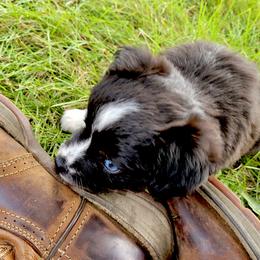 Miniature Australian Shepherd and Toy Australian Shepherd Puppies from Pawesome Lil Aussies