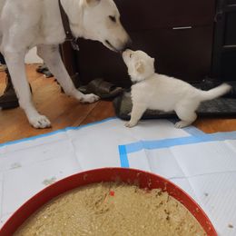 German Shepherd Puppies from Arctic Argonauts