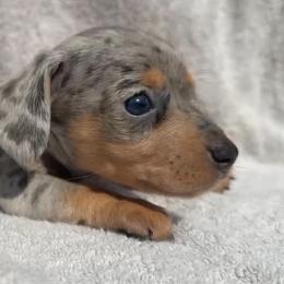 Tomac - Dapple male Dachshund puppy in Warm Springs, Arkansas from Seven Hills Arkansas