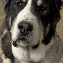 Fig (Charcuterie Litter) - Black Central Asian Shepherd Dog puppy in Marshville, North Carolina from 704 Central Asian Shepherds