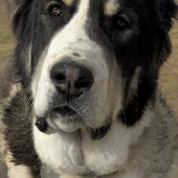 Fig (Charcuterie Litter) - Black Central Asian Shepherd Dog puppy in Marshville, North Carolina from 704 Central Asian Shepherds