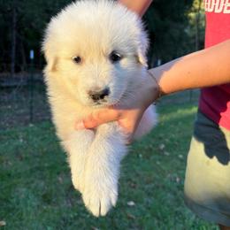 Rila - green collar girl - White female Maremma Sheepdog puppy in Kalamazoo, Michigan from Wild at Farm