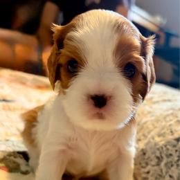 Madeline - Blenheim female Cavalier King Charles Spaniel puppy in Gilbert, Arizona from Cacti Cavaliers