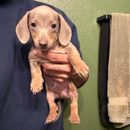 Marlon - Dapple male Dachshund puppy in Moreno Valley, California from rdachshunds