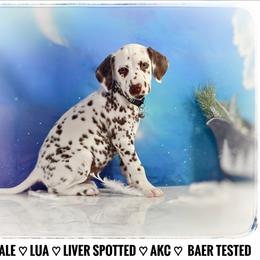 Deb (LUA Liver Spotted Shortcoat) - White and liver brown female Dalmatian puppy in Salem, Missouri from Paradise Spots Dalmatians