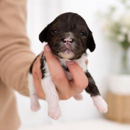 Cavapoo Puppies from Son Kissed Puppy Co