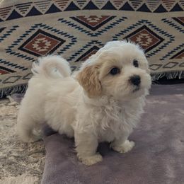 Havanese Puppies from AKC Havanese