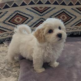 Havanese Puppies from AKC Havanese