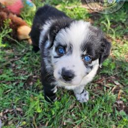 Luna - Blue merle Australian Shepherd puppy in Amarillo, Texas from Southern Boy Blues Aussies