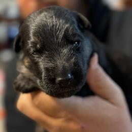 River - Black and tan male German Shepherd puppy in Barnhart, Missouri from Combat Creek German Shepherds