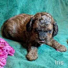 Iris - Brown and tan female Cockapoo puppy in Sunset, Louisiana from Cano Cockapoos