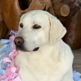 Koda - Labrador Retriever