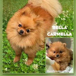 Bella - Orange sable female Pomeranian puppy in Eatonville, Washington from Foxy Forest Poms