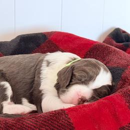 Lime Green Collar - Liver and white male English Springer Spaniel puppy in Tea, South Dakota from Mindy Haliburton