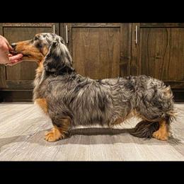 Adian - Dachshund