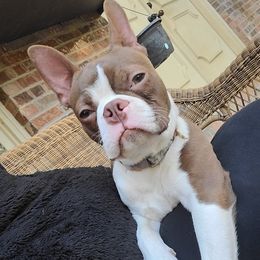Rocko - Boston Terrier