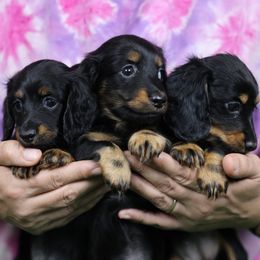 Dachshund puppies from Avignon