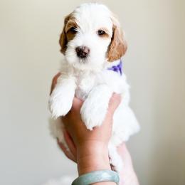 Bernedoodle, Goldendoodle, and Poodle Puppies from Teddy Doodles & Standard Poodles