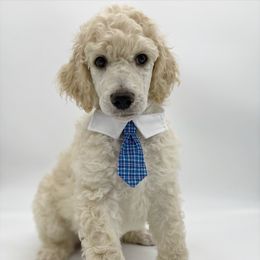 Poodle Puppies from Forest City Standard Poodles