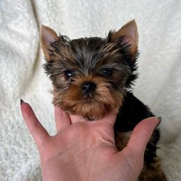 Atlas - Blue and gold male Yorkshire Terrier puppy in Kendallville, Indiana from Yorkies Kisses/Rusalka Siren Song