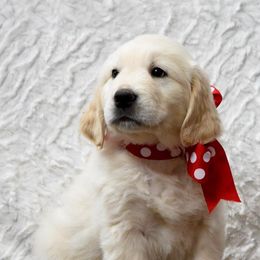 Golden Retriever Puppies from Farmstead 51