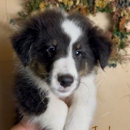 Joshua (blue merle) - Black white and tan male Shetland Sheepdog puppy in Idaho from Bellissimo Shelties