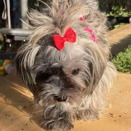 Charm - Yorkshire Terrier