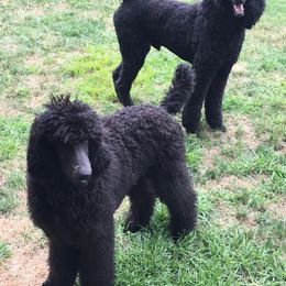 Poodle All Grown Up from Stone Run Standard Poodles