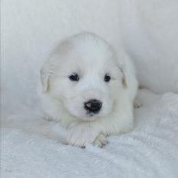 Baby Blue - White female Great Pyrenees puppy in Yakima, Washington from Naches Heights Ranch