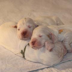 Clumber Spaniel Puppies from SunMagic Clumber Spaniels