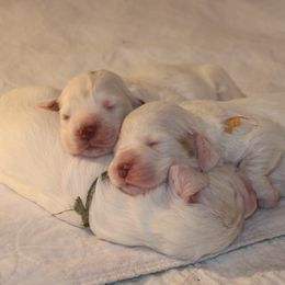 Clumber Spaniel Puppies from SunMagic Clumber Spaniels