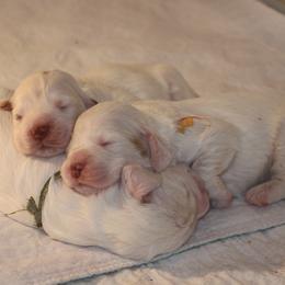 Clumber Spaniel Puppies from SunMagic Clumber Spaniels