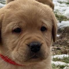 Labrador Retrievers from Raising Hope Labradors