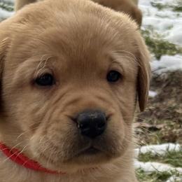 Labrador Retrievers from Raising Hope Labradors