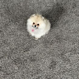 Pomeranian Puppies from BP PUPS