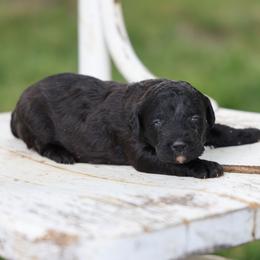 Polly - Black female Whoodle puppy in West Bend, Iowa from Blue Skies Terriers