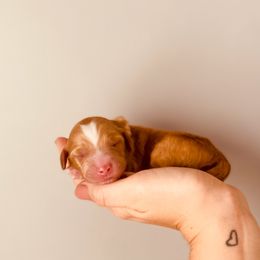 Goldendoodle Puppies from Ruby's Kit & Ka'Doodles