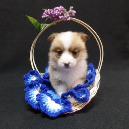 Pembroke Welsh Corgi Puppies from Foxfurewe Corgis