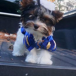 Biewer Terrier Puppies from Butterfly Biewers